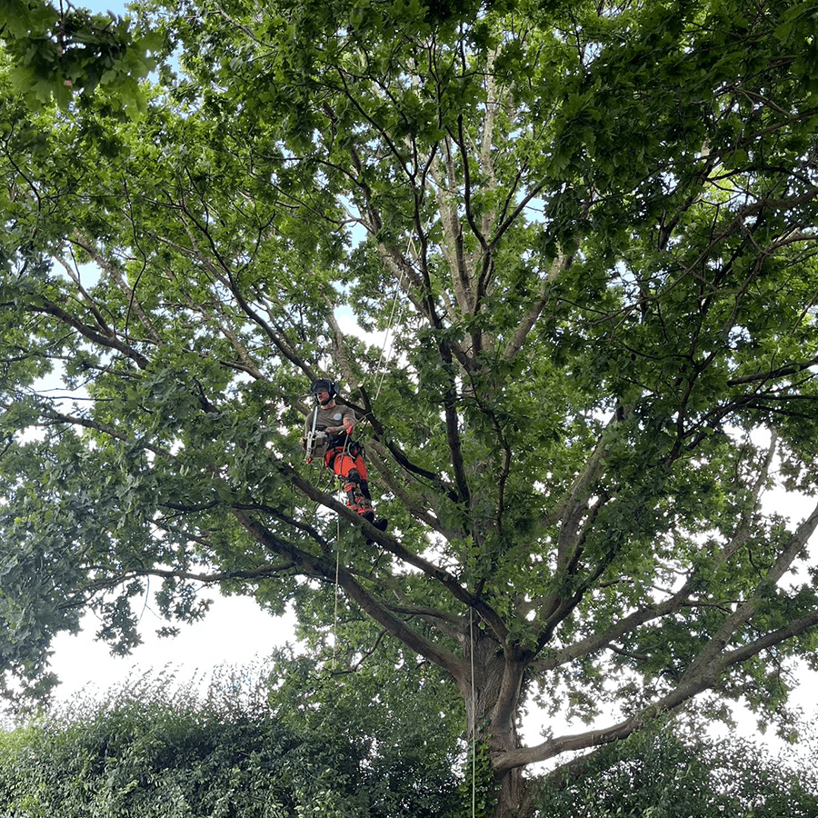 Domestic Tree Removal