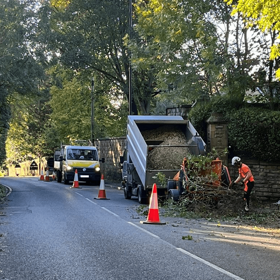 Domestic Tree Removal