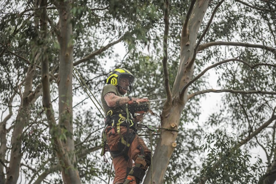 Caring for Trees During the Winter Months