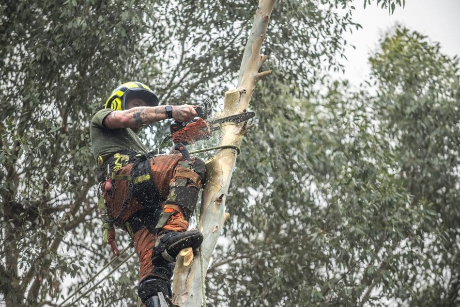 5 Signs Your Tree Needs Pruning or Removal in Doncaster