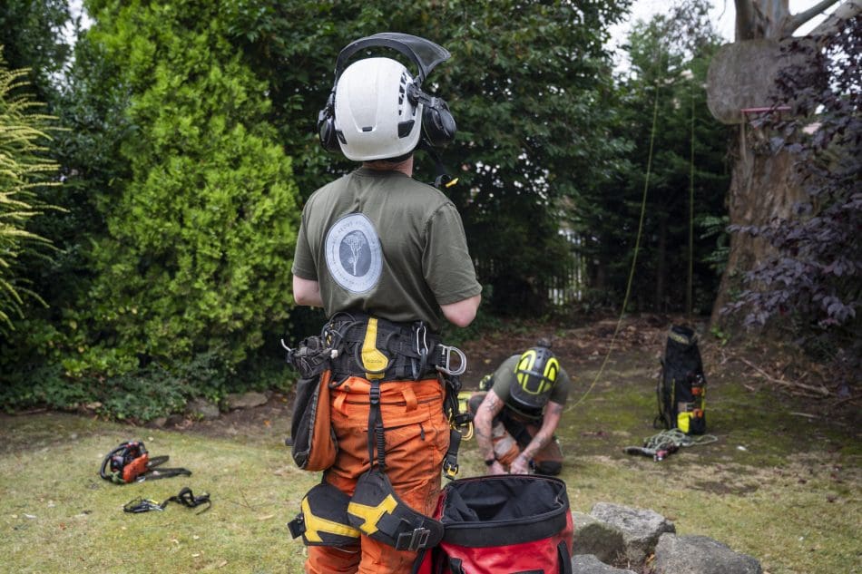 Tree Surgery in Doncaster: What to Expect from the Process