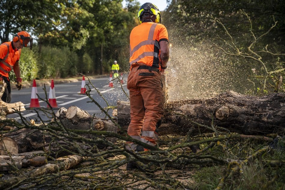 Tree Surgery for Property Developers: Site Clearance and Vegetation Management